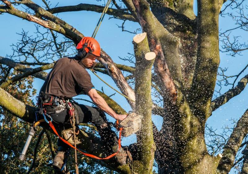 Pourquoi confier l'&eacute;lagage de vos arbres &agrave; Mainvilliers ?