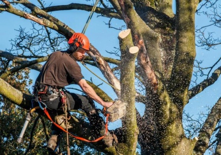 Pourquoi confier l'&eacute;lagage de vos arbres &agrave; Mainvilliers ?